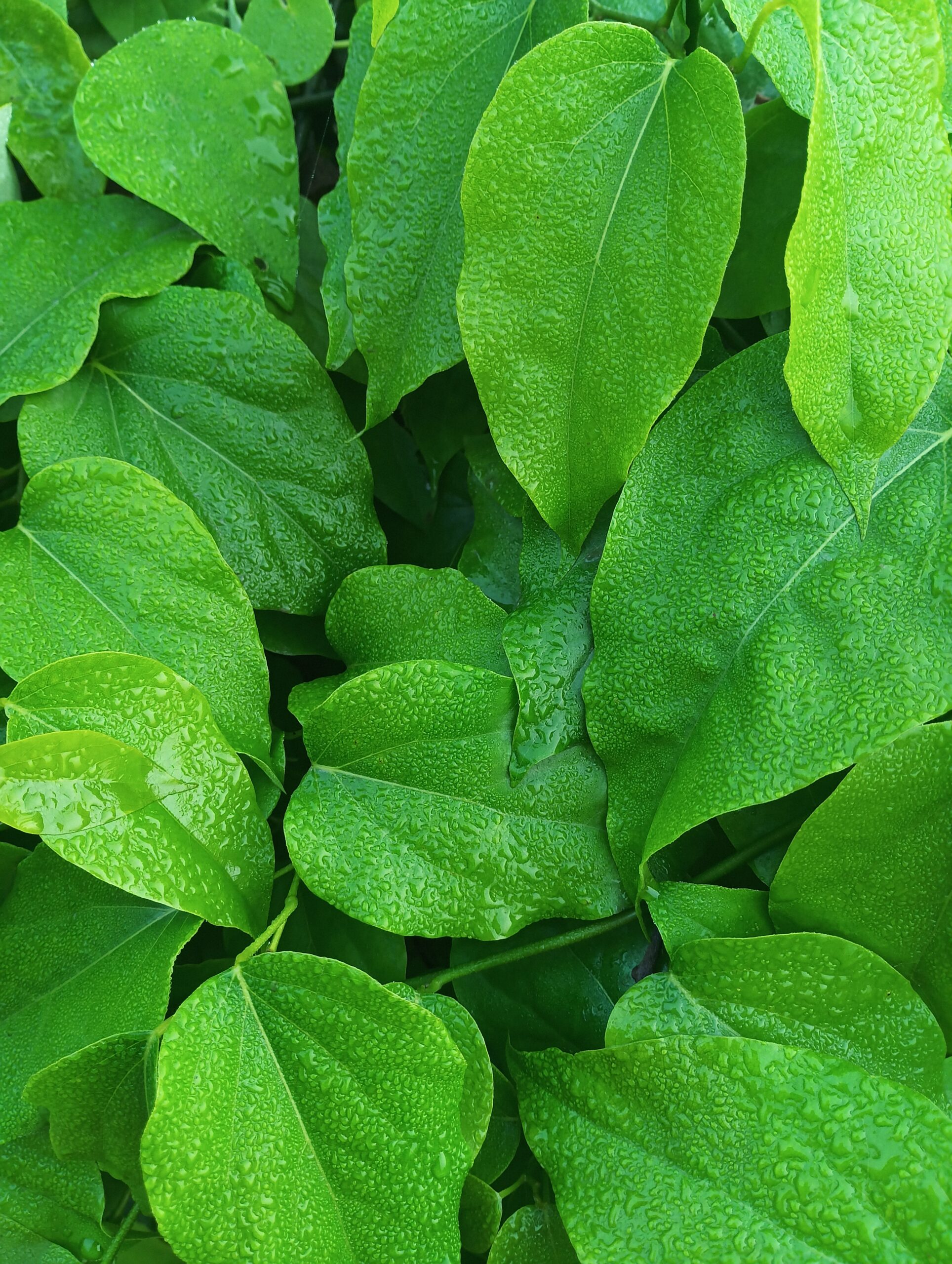 Known in traditional use as the 'sugar destroyer' for its link to healthy glucose support.