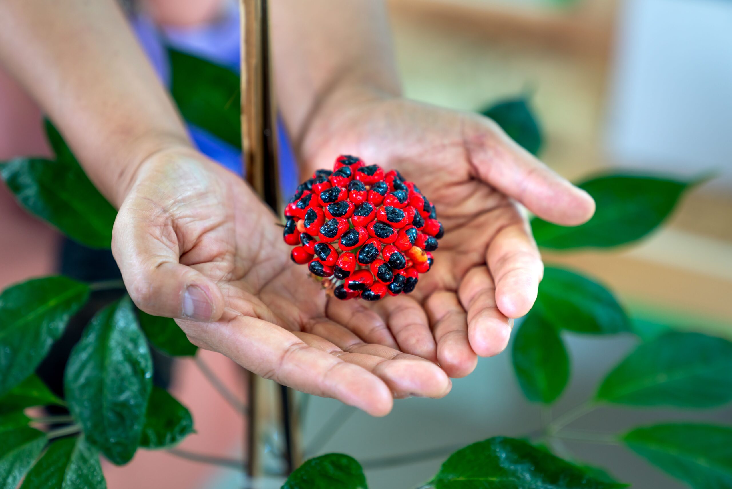 A natural stimulant traditionally used to support metabolic activity.